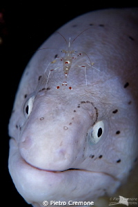 Mooray with shrimp by Pietro Cremone 